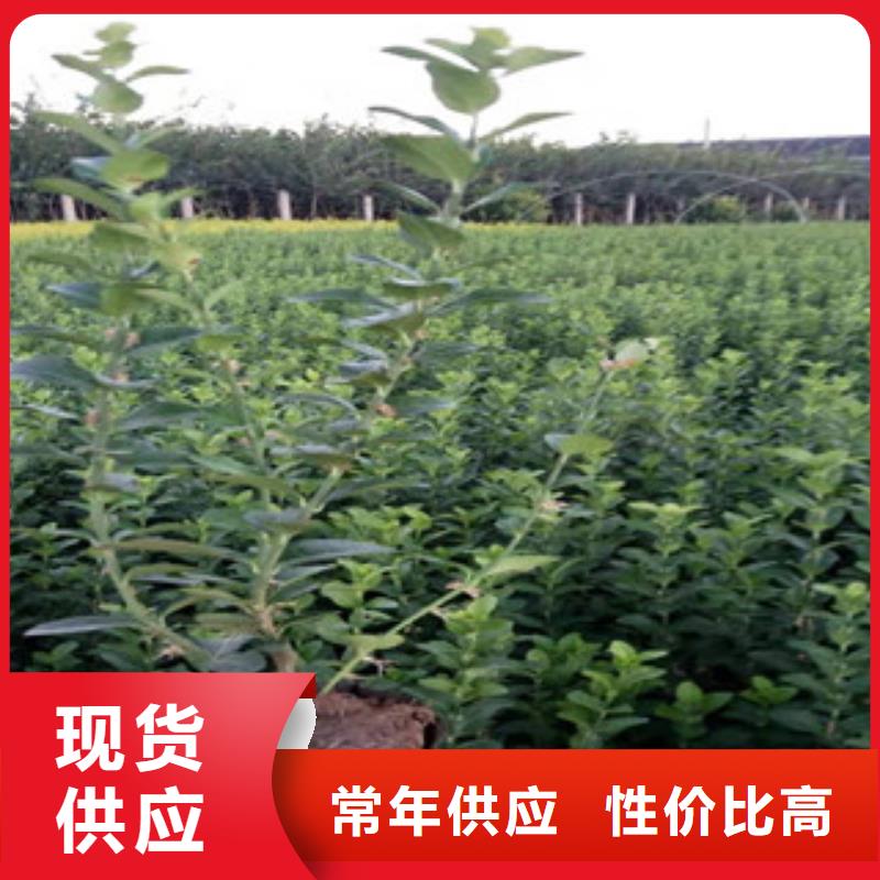 【宿根花卉】花海景观工程精选货源