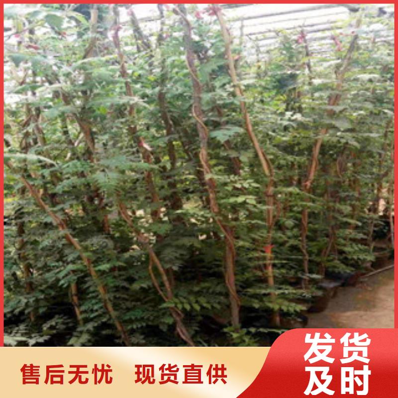 宿根花卉【柳叶马鞭草/薰衣草】值得买
