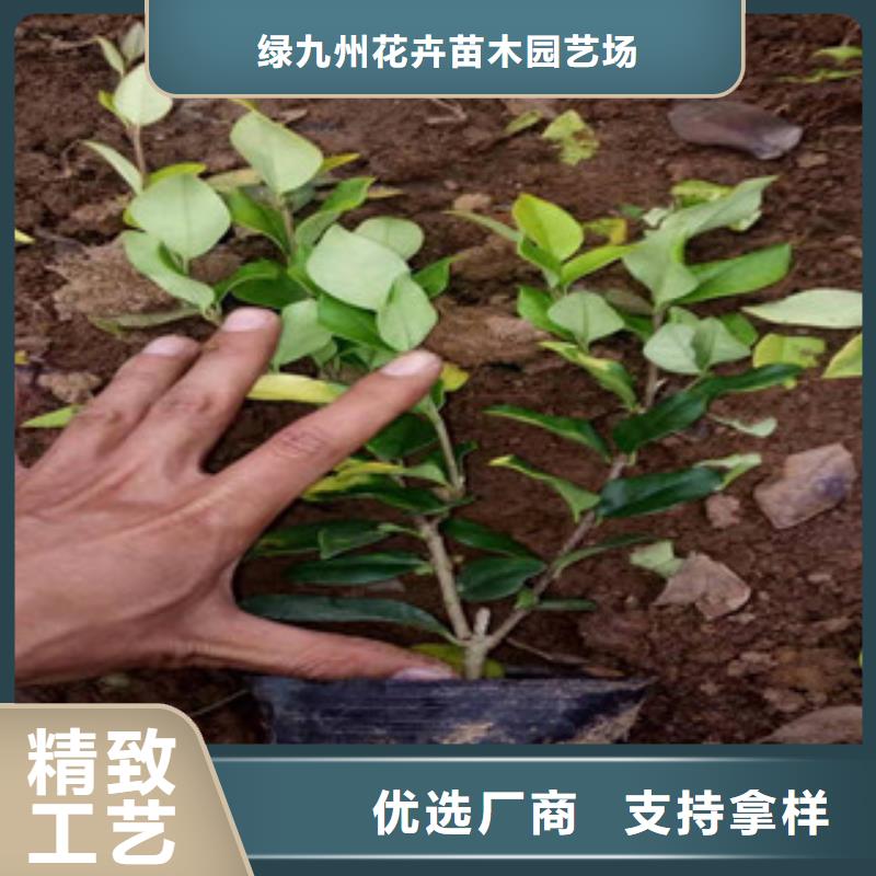 【宿根花卉】宿根花卉基地货品齐全