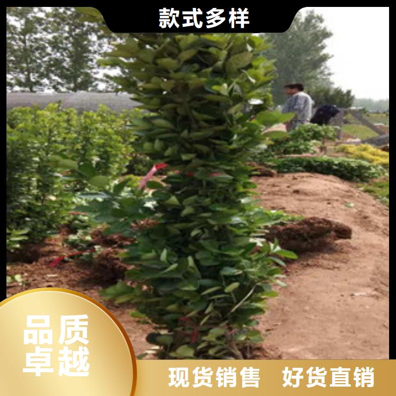 【宿根花卉】花海景观工程精选货源