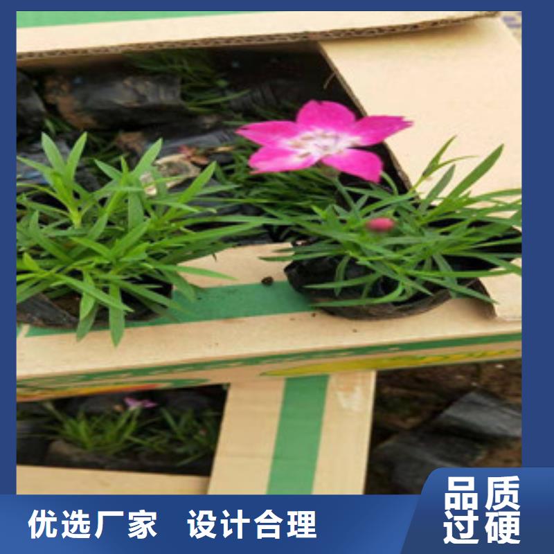 宿根花卉【柳叶马鞭草/薰衣草】值得买