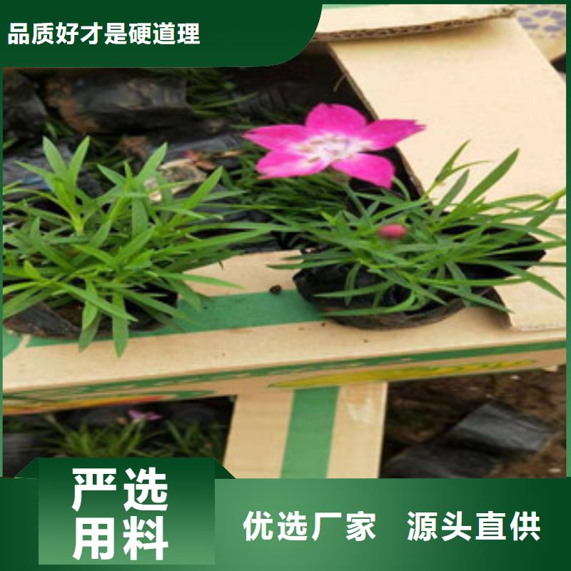 宿根花卉时令花卉/绿化草花价格严格把控质量