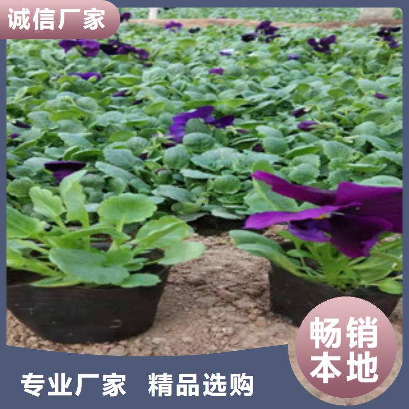 【宿根花卉】宿根花卉基地货品齐全