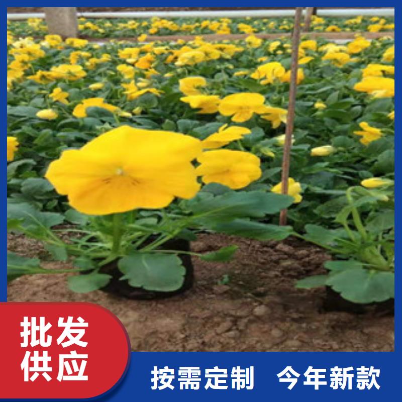 【宿根花卉】宿根花卉基地货品齐全