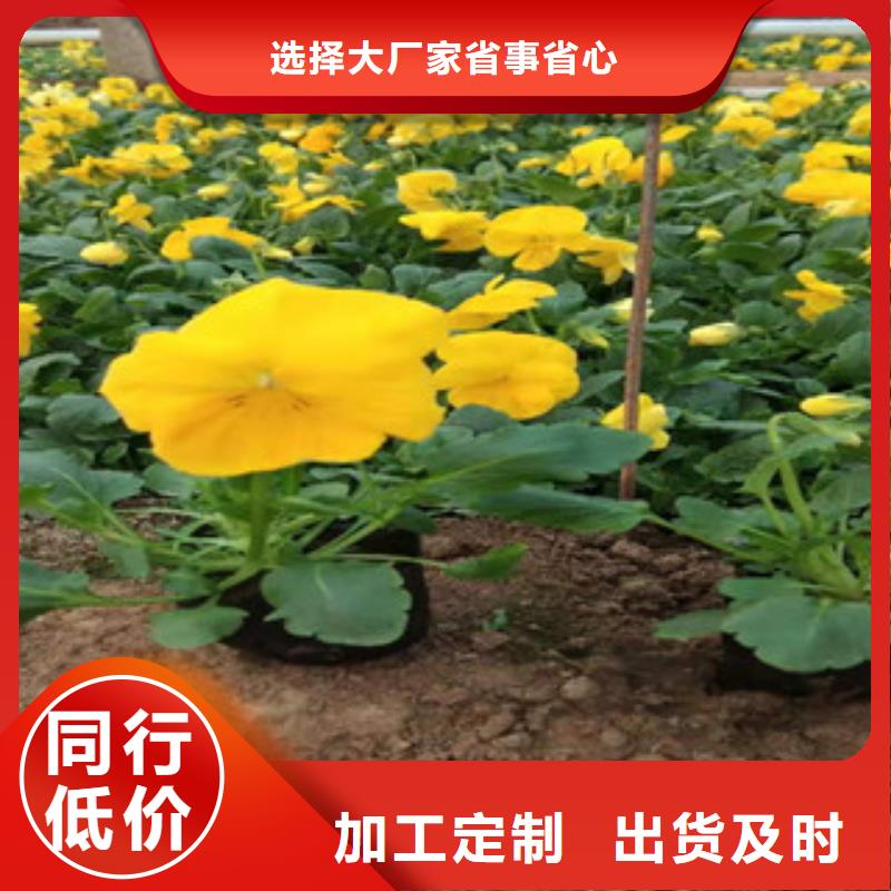 宿根花卉观赏草/蒲苇狼尾草量少也做