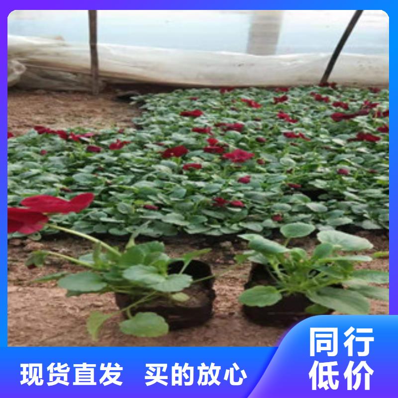 宿根花卉【柳叶马鞭草/薰衣草】值得买