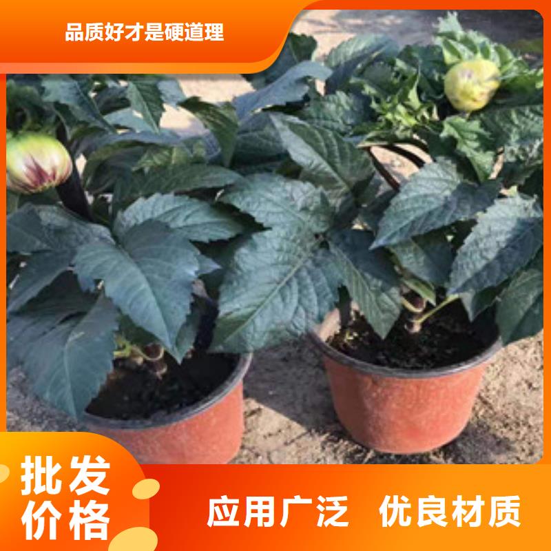 宿根花卉宿根花卉基地厂家工艺先进