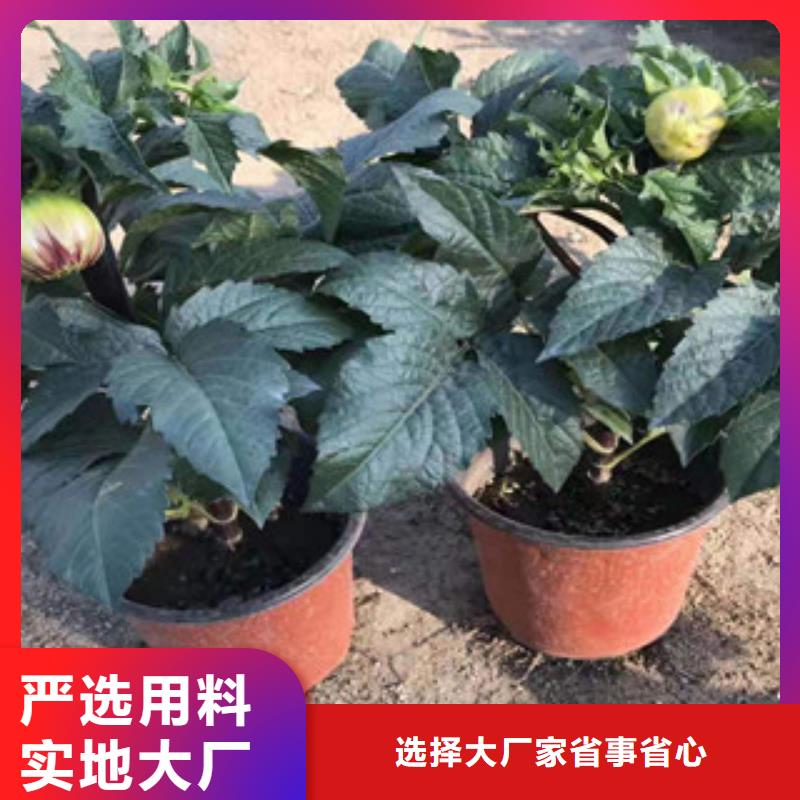 宿根花卉【柳叶马鞭草/薰衣草】值得买