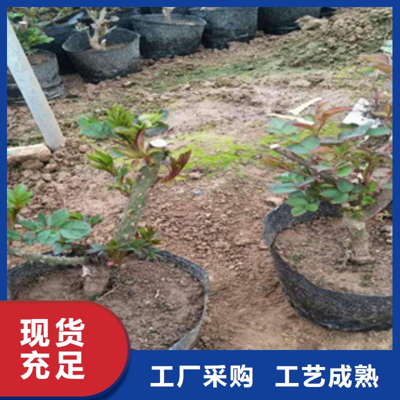 【 花海景观 水生植物/荷花睡莲严格把控每一处细节】{绿九州}