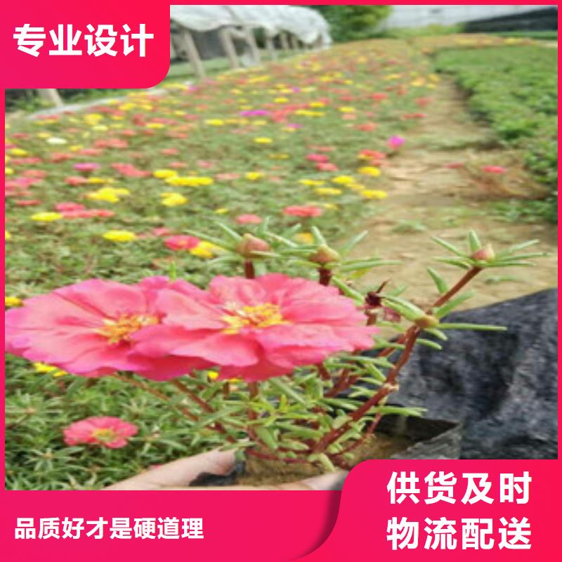 花海景观,宿根花卉基地优选厂商