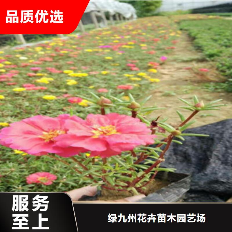 花海景观宿根花卉基地优选原材