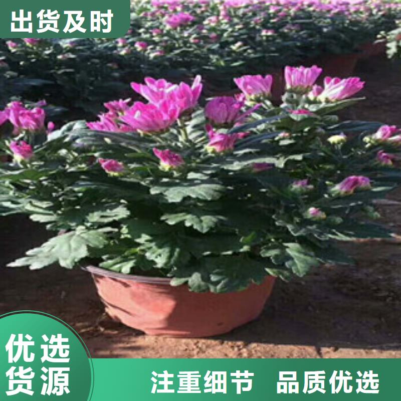 花海景观五一国庆草花批发经验丰富品质可靠