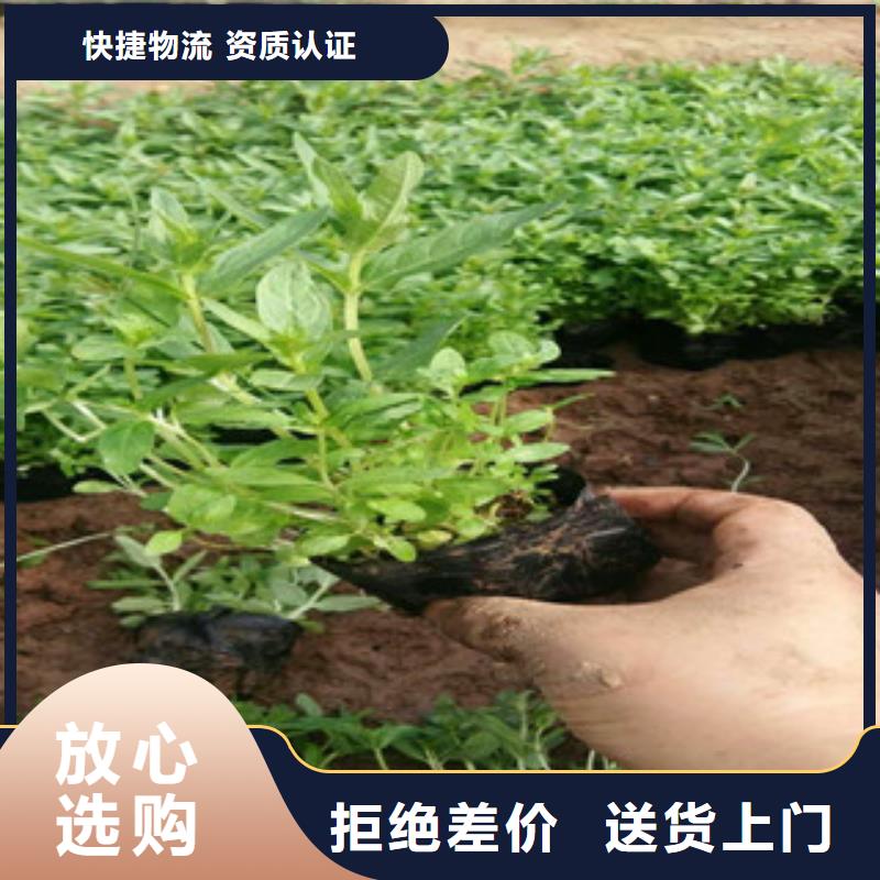 【 花海景观 水生植物/荷花睡莲严格把控每一处细节】{绿九州}