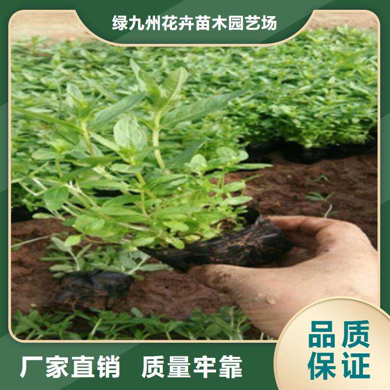 花海景观_观赏草/蒲苇狼尾草精工打造