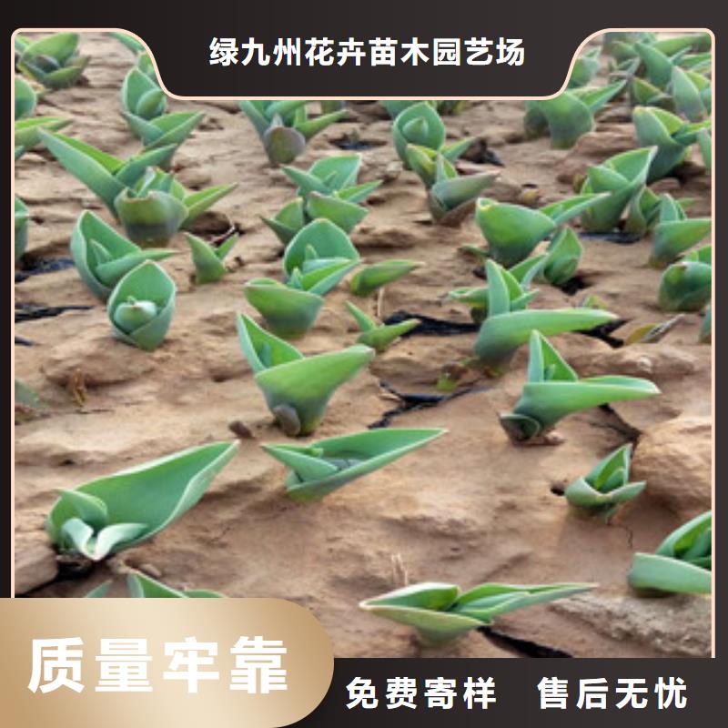 【 花海景观 水生植物/荷花睡莲严格把控每一处细节】{绿九州}