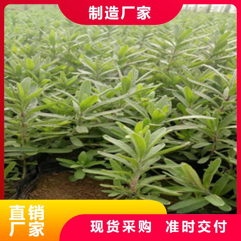 花海景观,宿根花卉基地优选厂商