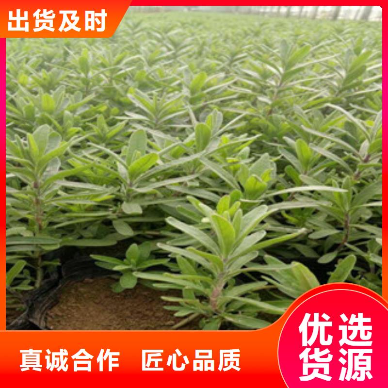 【 花海景观 水生植物/荷花睡莲严格把控每一处细节】{绿九州}