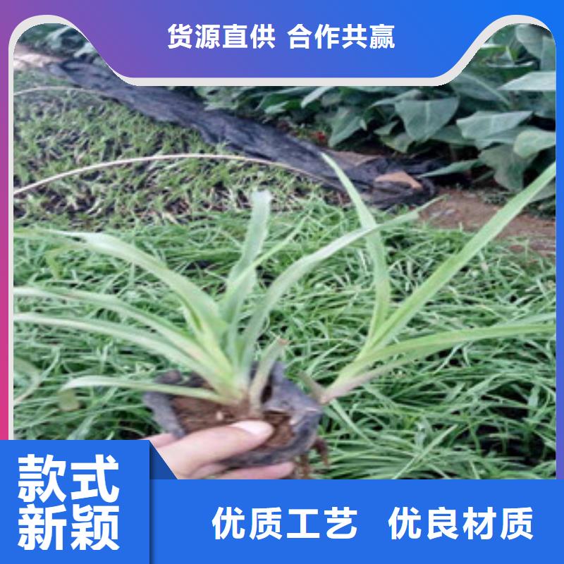 花海景观鲁冰花/粉黛乱子草质量牢靠
