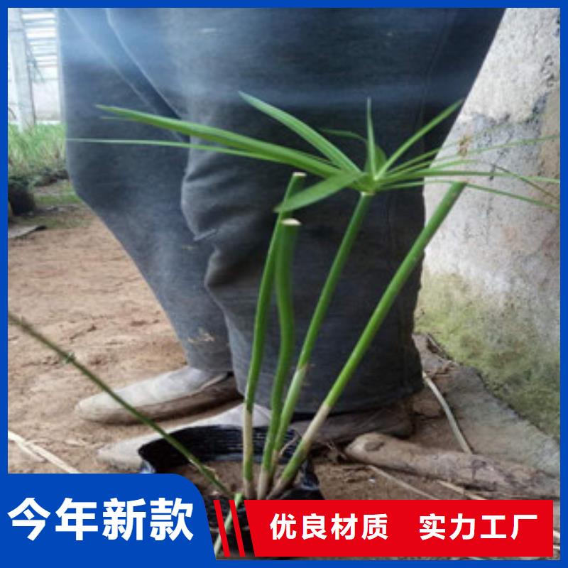 花海景观宿根花卉基地优选原材