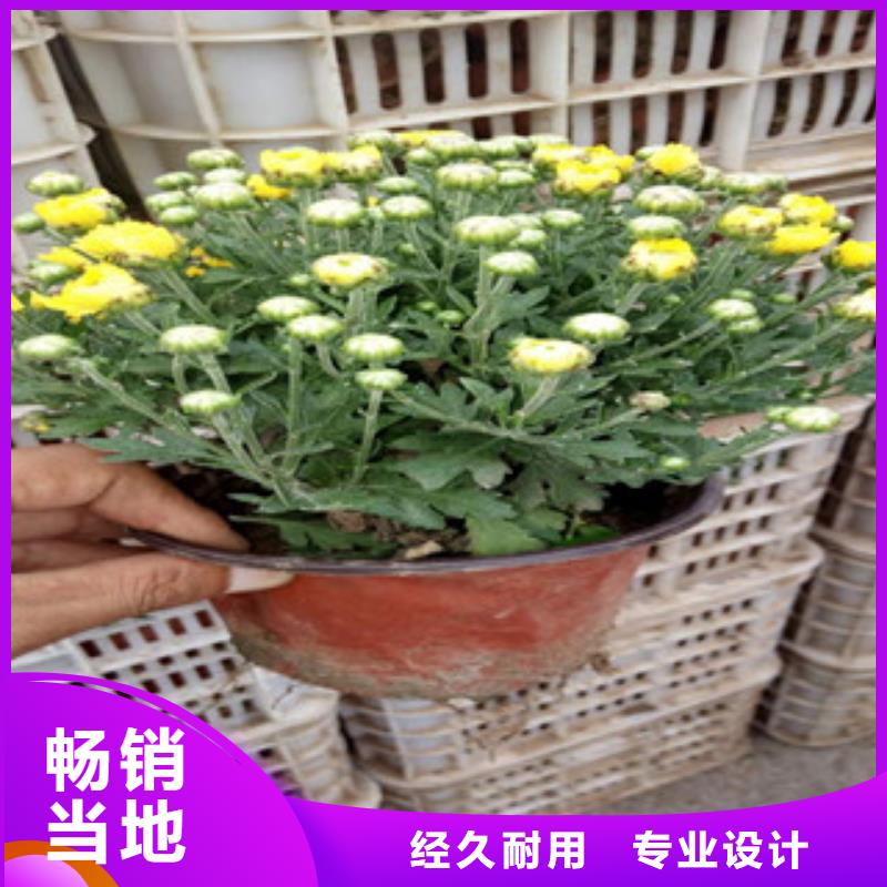 花海景观柳叶马鞭草/薰衣草极速发货