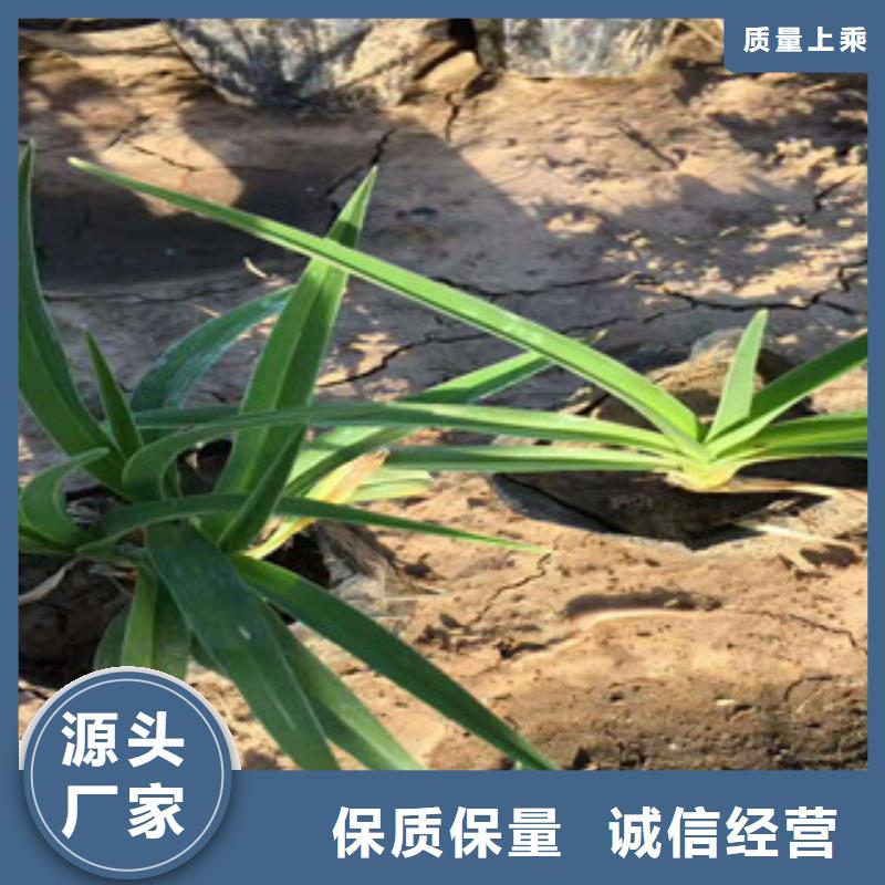 花海景观,宿根花卉基地优选厂商