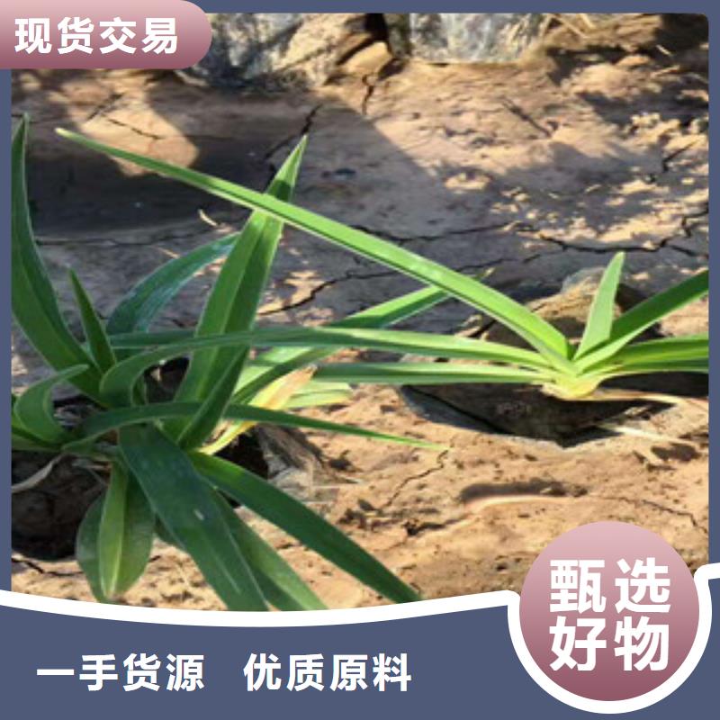 花海景观_鲁冰花/粉黛乱子草质检合格出厂