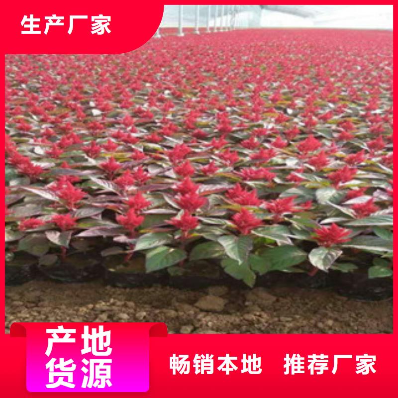 花海景观,宿根花卉基地优选厂商