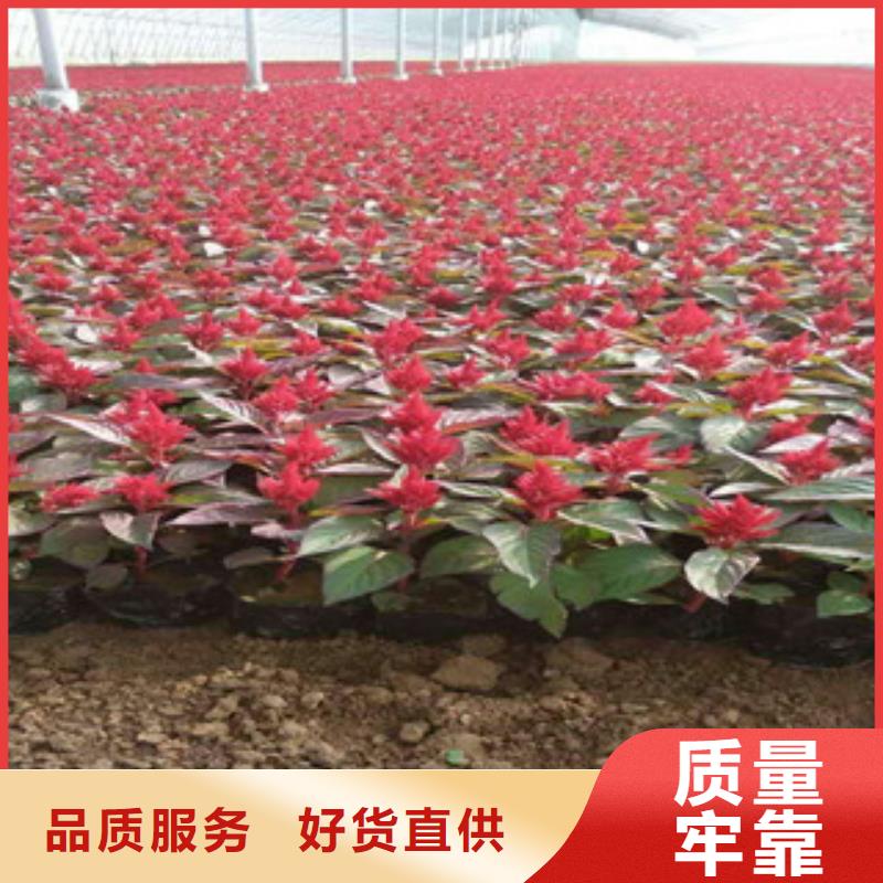 {绿九州}【 花海景观-柳叶马鞭草/薰衣草 免费询价】