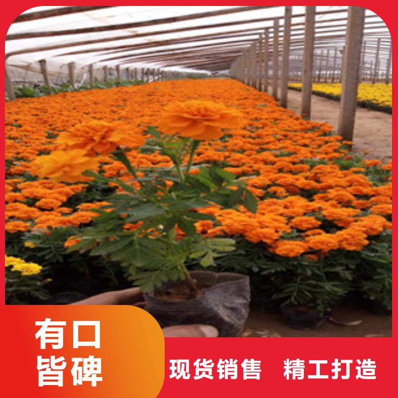 花海景观宿根花卉基地质优价保