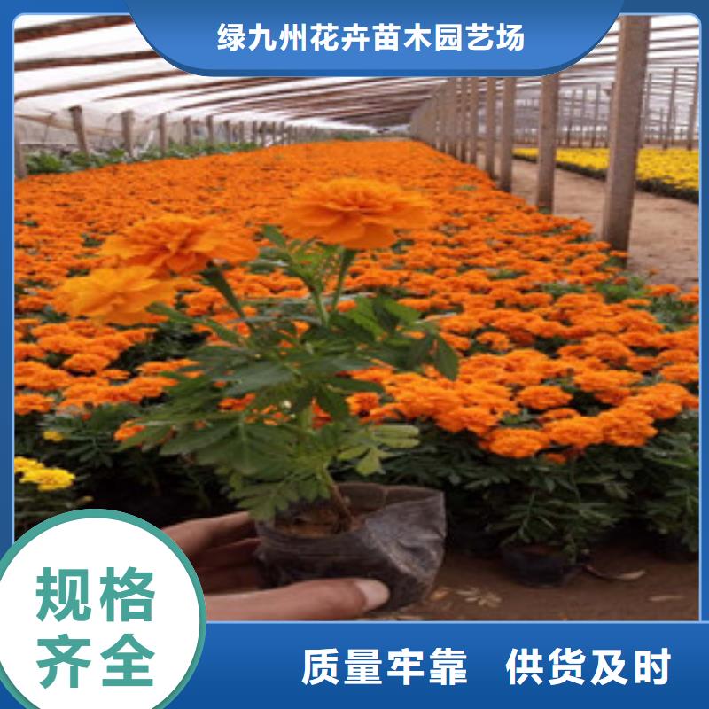 花海景观宿根花卉基地优选原材