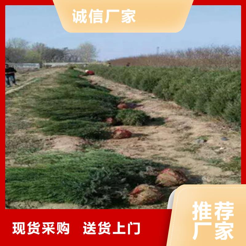 花海景观五一国庆草花批发经验丰富品质可靠