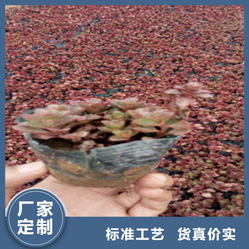 花海景观_观赏草/蒲苇狼尾草精工打造