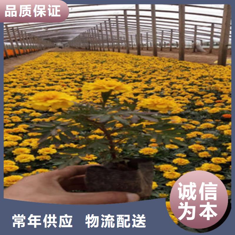 花海景观耐寒耐旱草花基地工期短发货快