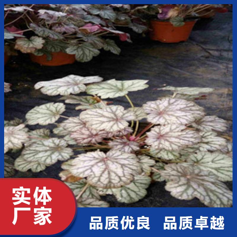 花海景观_观赏草/蒲苇狼尾草精工打造
