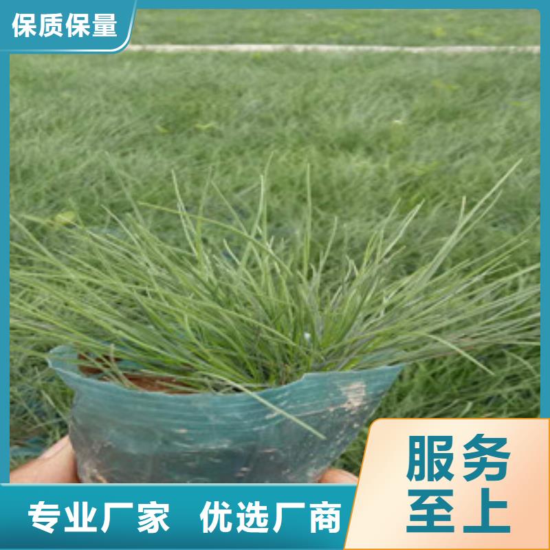 花海景观宿根花卉基地优选原材