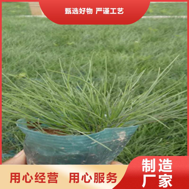 {绿九州}【 花海景观-柳叶马鞭草/薰衣草 免费询价】