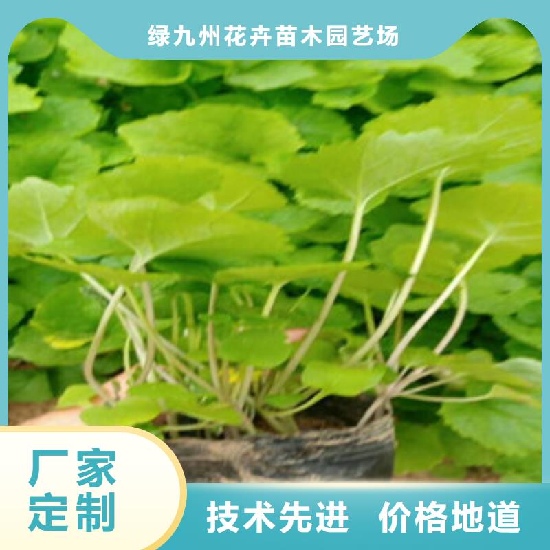 【 花海景观 水生植物/荷花睡莲严格把控每一处细节】{绿九州}