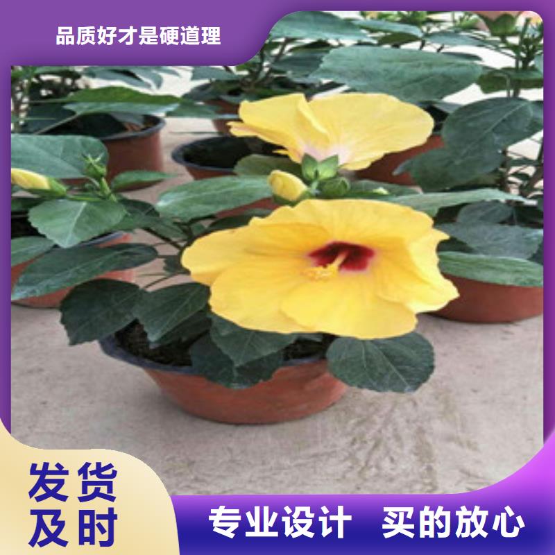 花海景观宿根花卉基地质优价保