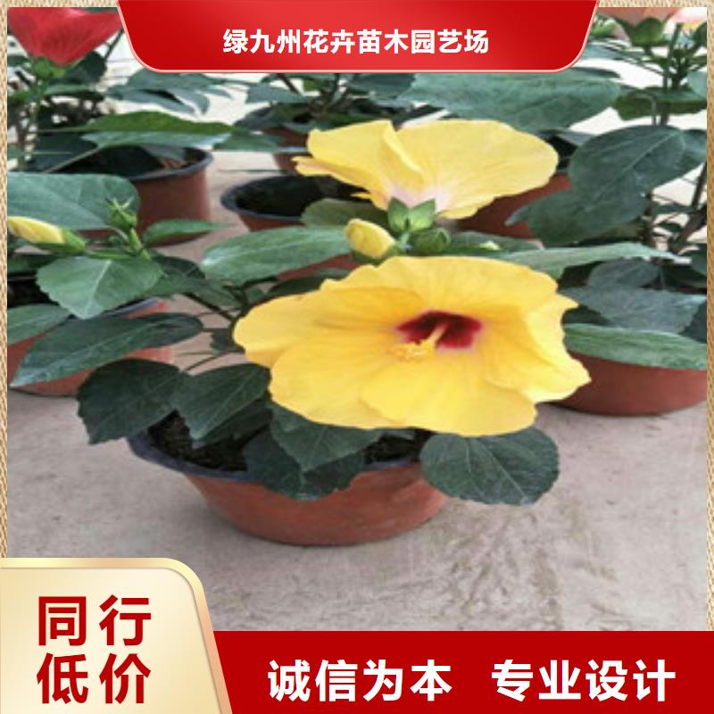 {绿九州}【 花海景观-柳叶马鞭草/薰衣草 免费询价】