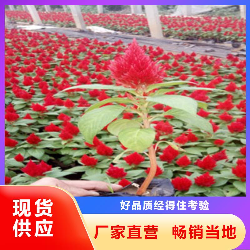 花海景观宿根花卉基地质优价保