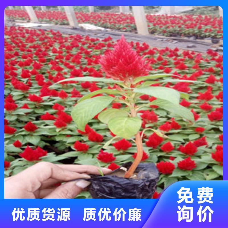 花海景观花海景观工程原厂制造