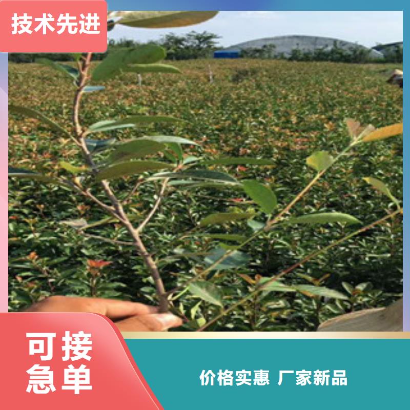 花海景观_观赏草/蒲苇狼尾草精工打造