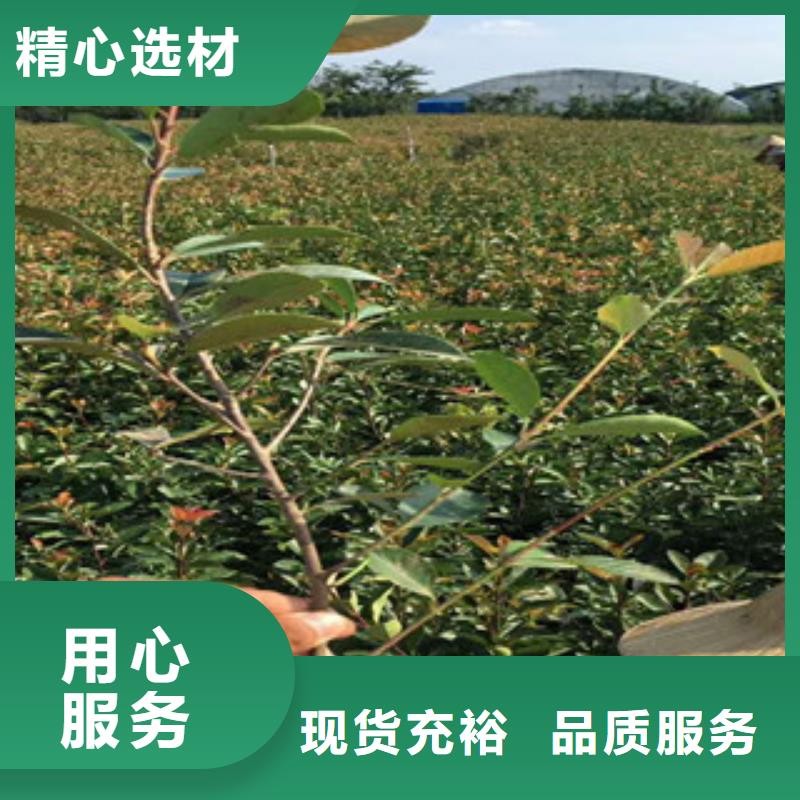 花海景观宿根花卉基地质优价保