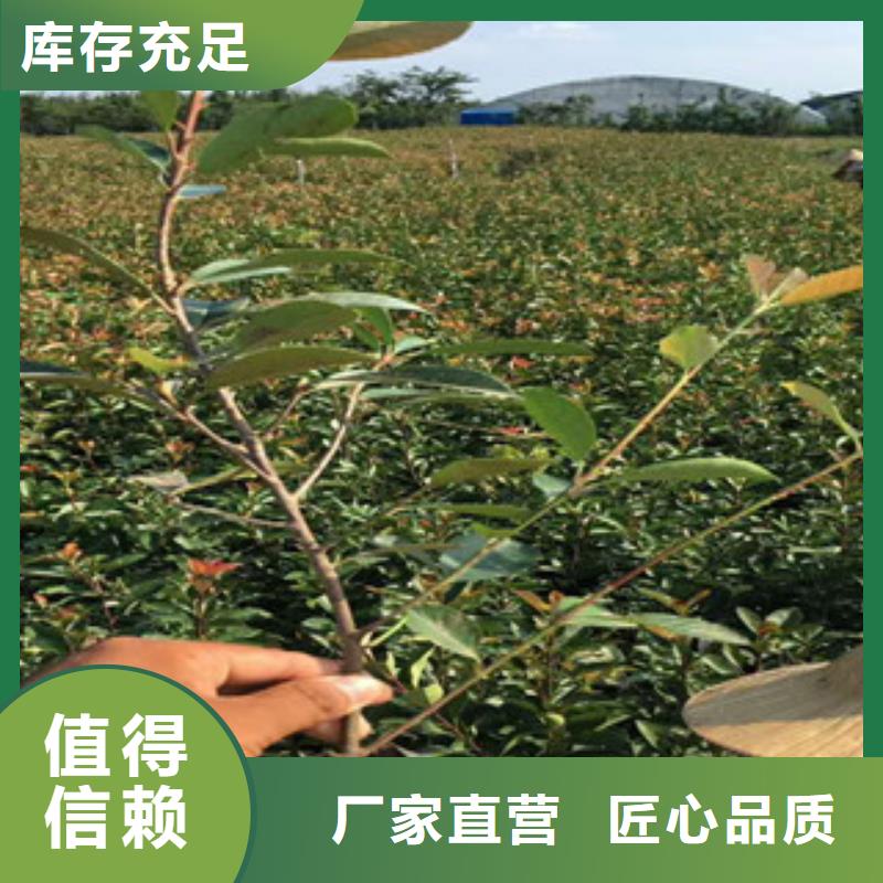 花海景观花海景观工程原厂制造