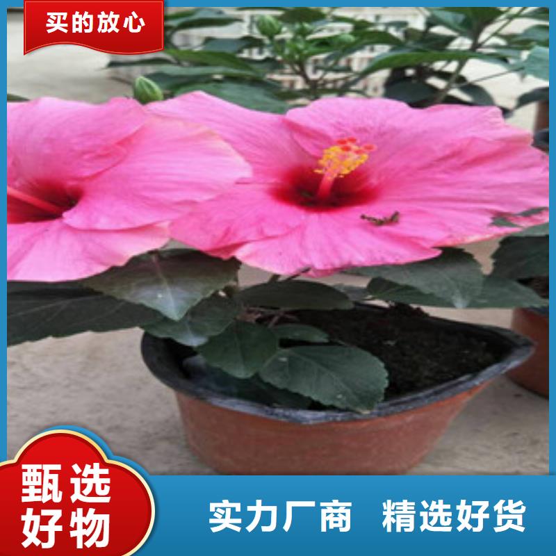 花海景观_鲁冰花/粉黛乱子草质检合格出厂