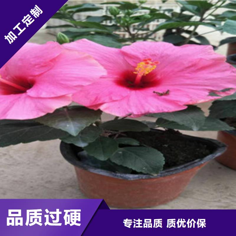 花海景观花海景观工程原厂制造