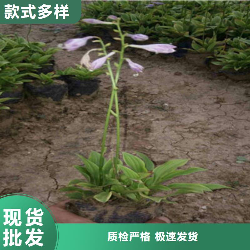花海景观耐寒耐旱草花基地工期短发货快