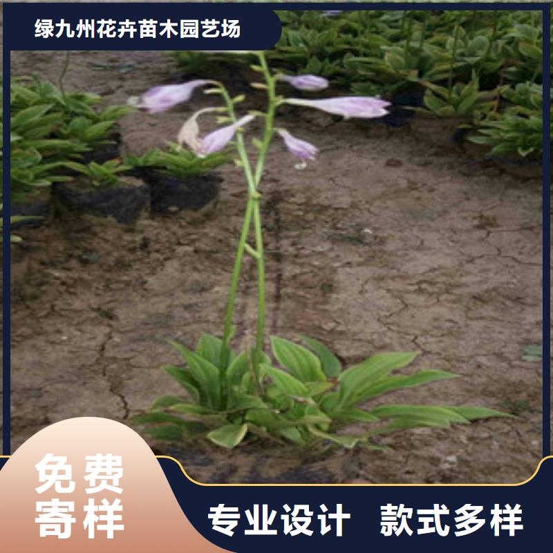 花海景观_观赏草/蒲苇狼尾草精工打造