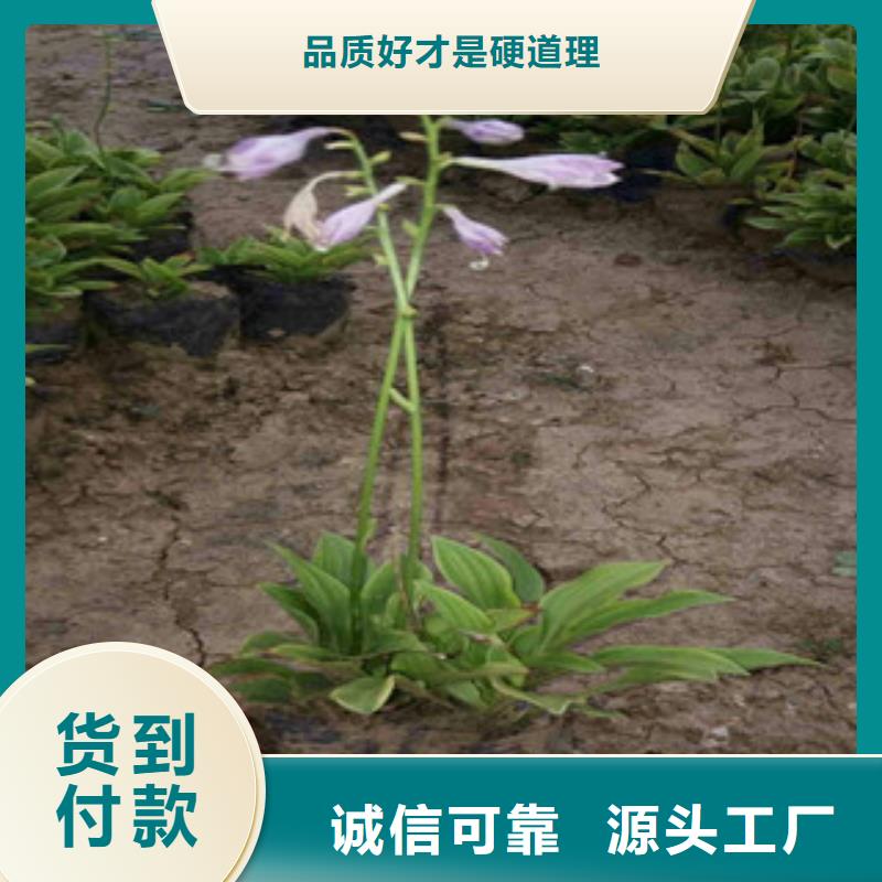 {绿九州}【 花海景观-柳叶马鞭草/薰衣草 免费询价】