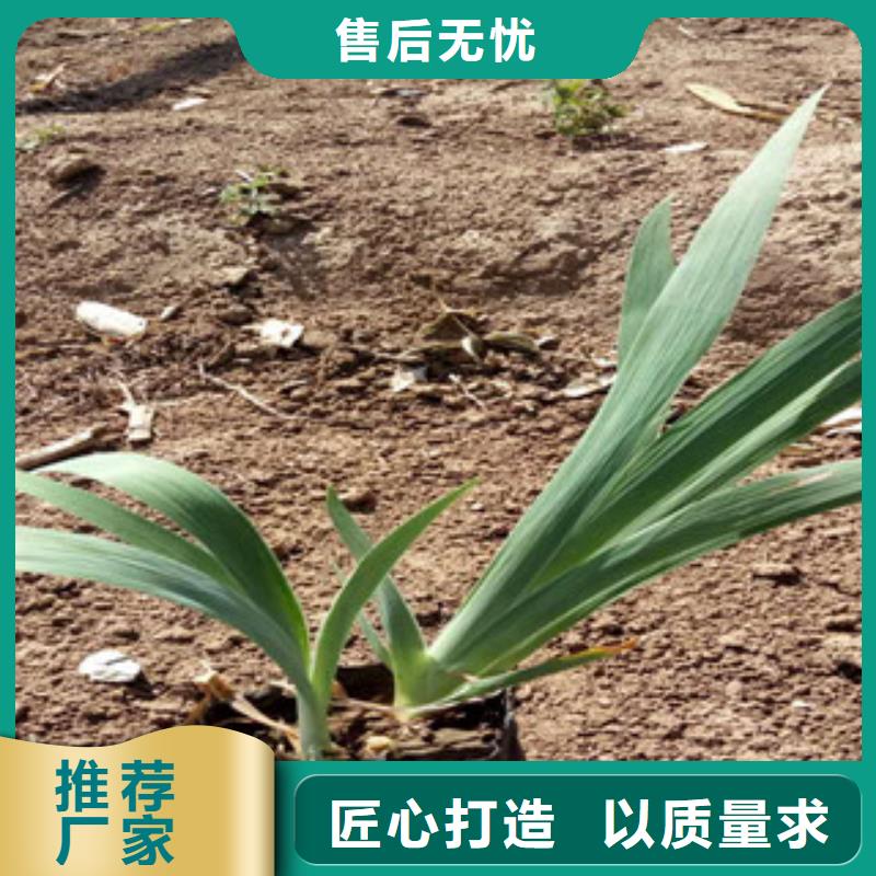 {绿九州}【 花海景观-柳叶马鞭草/薰衣草 免费询价】